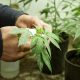 Medical marijuana industry booming in Arkansas