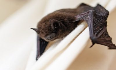 Two people undergoing rabies treatment following bat exposure at Arkansas State Fairgrounds